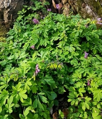 Corydalis cava
