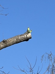 Psittacula krameri