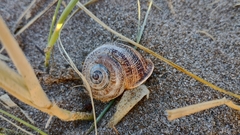 Otala punctata