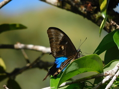 Papilio ulysses