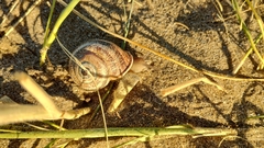 Otala punctata