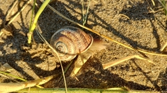 Otala punctata