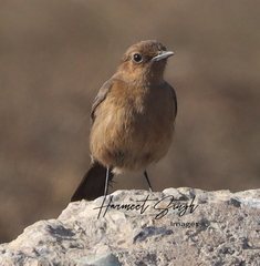 Oenanthe fusca