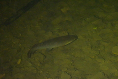 Galaxias argenteus