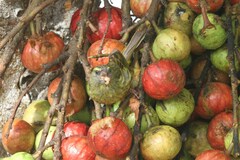 Crithagra scotops umbrosa