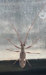 Olenecamptus olenus
