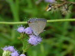 Catochrysops panormus
