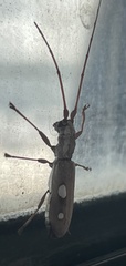 Olenecamptus olenus