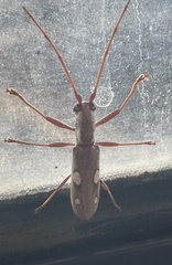 Olenecamptus olenus