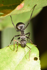 Polyrhachis militaris