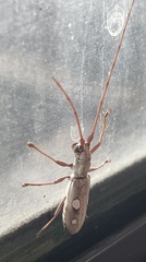 Olenecamptus olenus