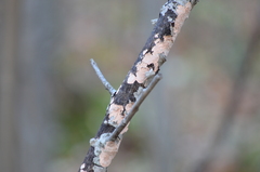 Corticium roseum
