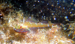 Helcogramma decurrens
