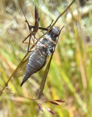 Nemestrinidae