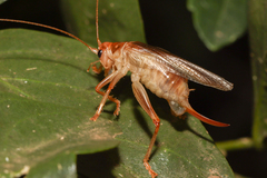Stictogryllacris