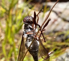 Nemestrinidae