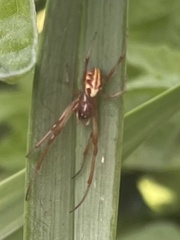 Phonognatha graeffei