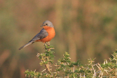 Melaenornis semipartitus