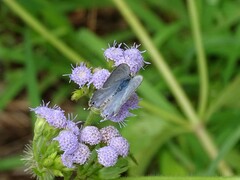 Catochrysops panormus