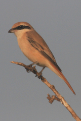 Lanius phoenicuroides