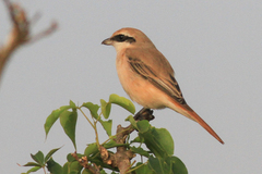 Lanius phoenicuroides
