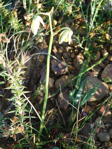 Albuca suaveolens