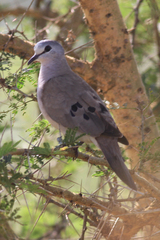 Turtur abyssinicus