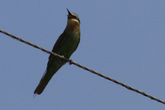Merops persicus