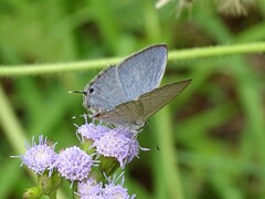 Catochrysops panormus