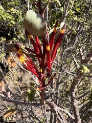 Tapinanthus