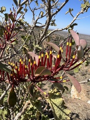 Tapinanthus