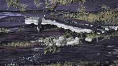 Rigidoporus cuneatus