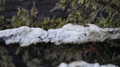 Rigidoporus cuneatus