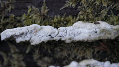 Rigidoporus cuneatus