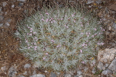Acantholimon