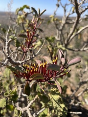 Tapinanthus