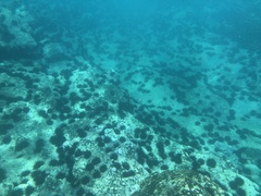 Centrostephanus rodgersii