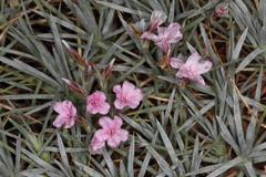 Acantholimon