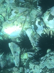 Centrostephanus rodgersii