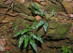 Leptochilus wrightii