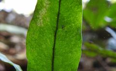 Leptochilus wrightii