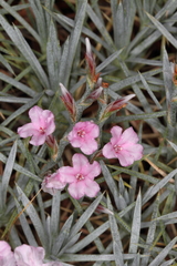 Acantholimon