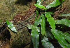 Leptochilus wrightii