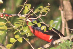 Lybius bidentatus