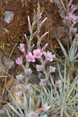 Acantholimon
