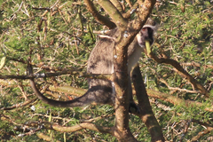 Chlorocebus tantalus