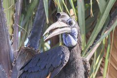 Bucorvus abyssinicus