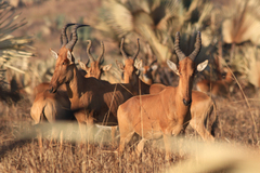 Alcelaphus buselaphus lelwel