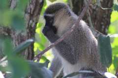 Chlorocebus tantalus