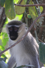 Chlorocebus tantalus